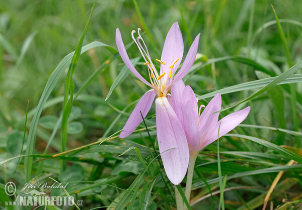 Ocún jesenní (Colchicum autumnale)