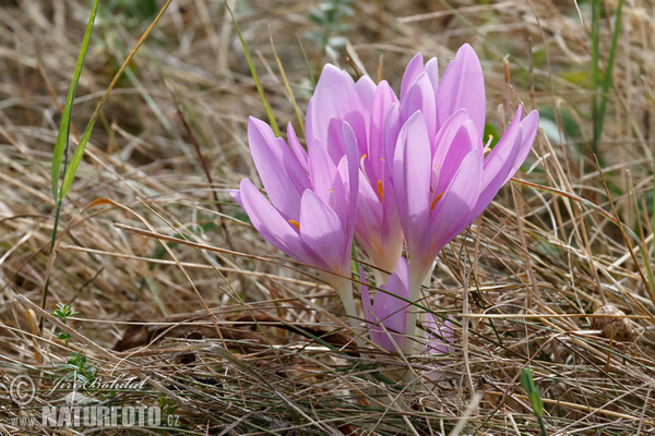 Ocún jesenní (Colchicum autumnale)