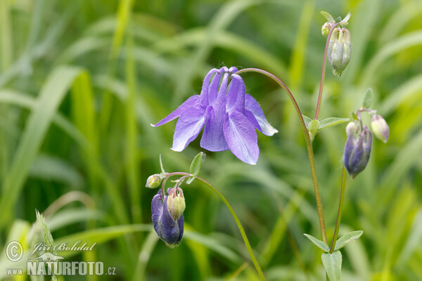 Orlíček obyčajný (Aquilegia vulgaris)