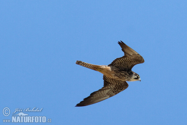 Ostříž jižní (Falco eleonorae)