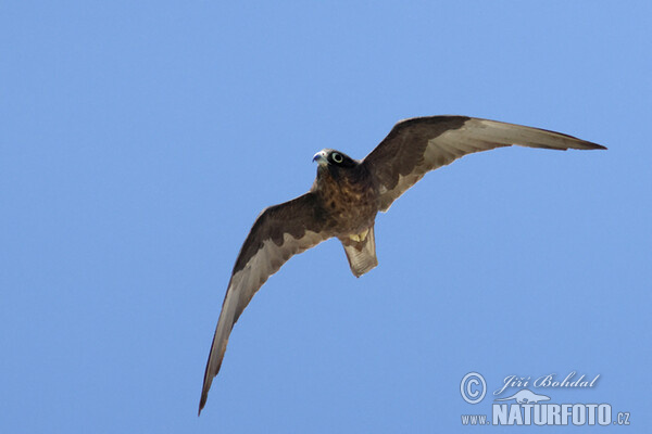 Ostříž jižní (Falco eleonorae)