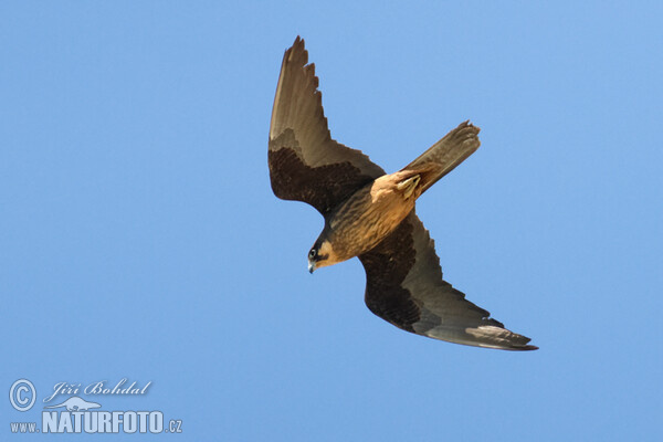 Ostříž jižní (Falco eleonorae)