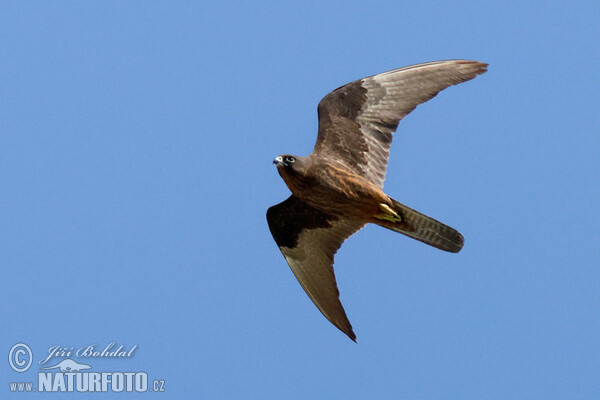 Ostříž jižní (Falco eleonorae)