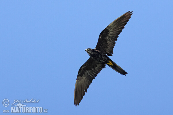 Ostříž jižní (Falco eleonorae)