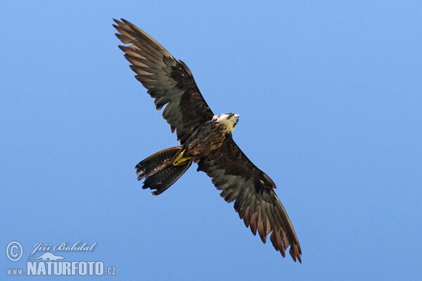 Ostříž jižní (Falco eleonorae)