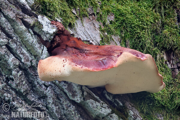 Pečeňovec dubový (Fistulina hepatica)