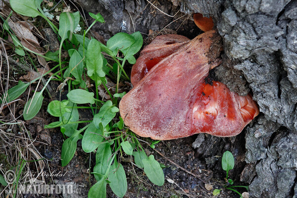 Pečeňovec dubový (Fistulina hepatica)