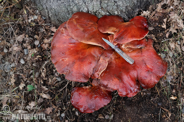 Pečeňovec dubový (Fistulina hepatica)