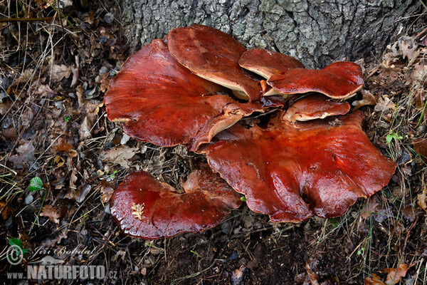 Pečeňovec dubový (Fistulina hepatica)