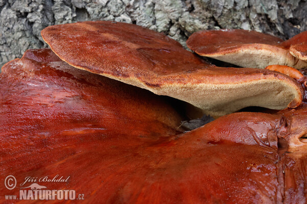 Pečeňovec dubový (Fistulina hepatica)