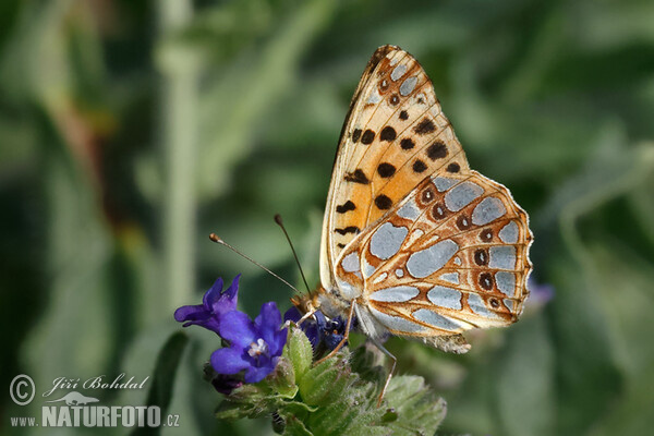 Perlovec malý (Issoria lathonia)