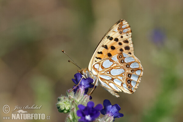 Perlovec malý (Issoria lathonia)