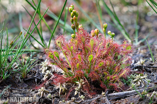 Rosička prostredná (Drosera intermedia)