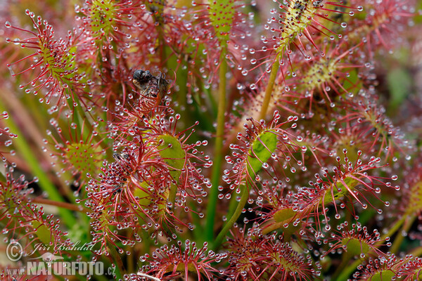 Rosička prostredná (Drosera intermedia)