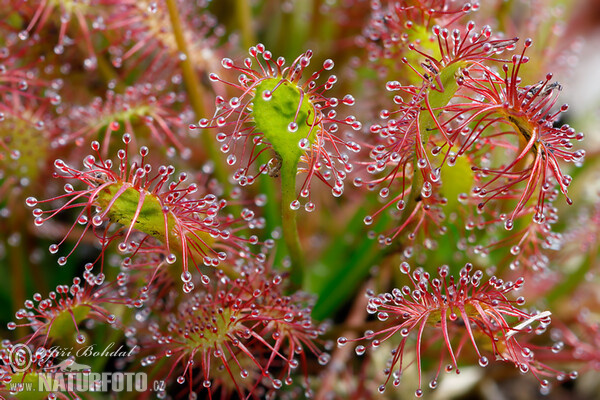 Rosička prostredná (Drosera intermedia)