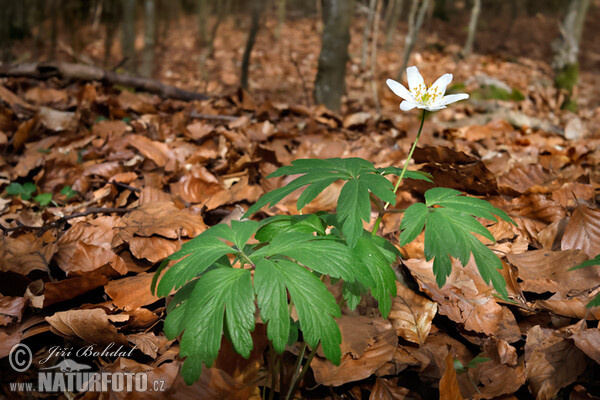 Sasanka hajní (Anemone nemorosa)