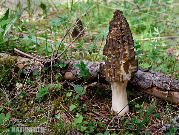 Smrčok kužeľovitý (Morchella conica)