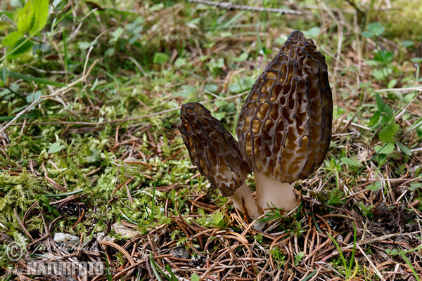 Smrčok kužeľovitý (Morchella conica)