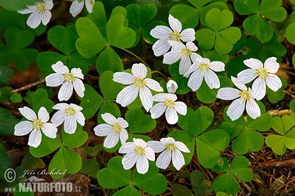 Šťavel Kyselý (Oxalis acetosella)