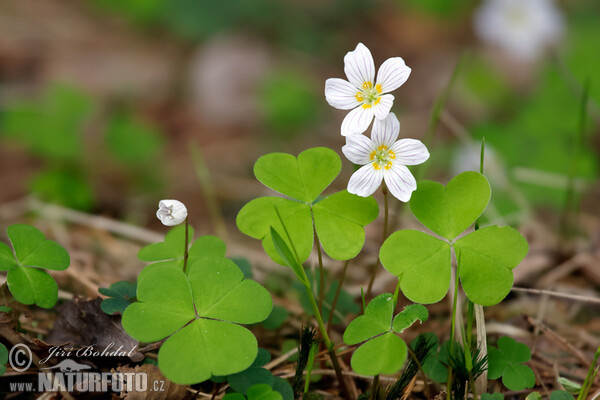 Šťavel kyselý (Oxalis acetosella)