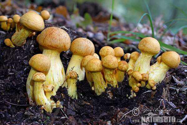 Šupinovec nádherný (Gymnopilus spectabilis)