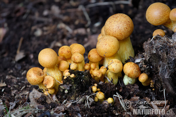 Šupinovec nádherný (Gymnopilus spectabilis)