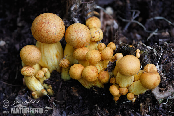 Šupinovec nádherný (Gymnopilus spectabilis)