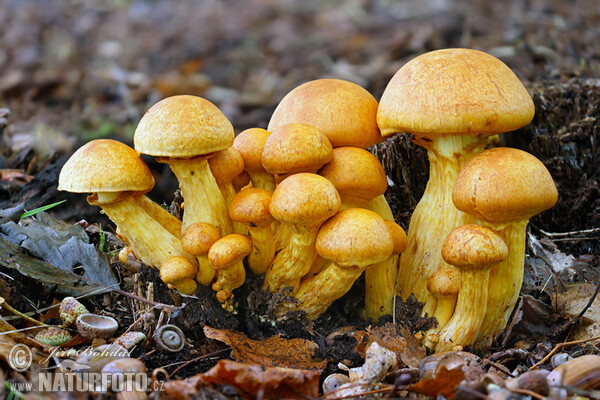 Šupinovec nádherný (Gymnopilus spectabilis)