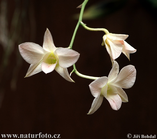 Vstavačovité (Orchidea sp.)