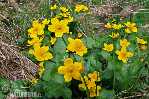 Záružlie močiarne (Caltha palustris)