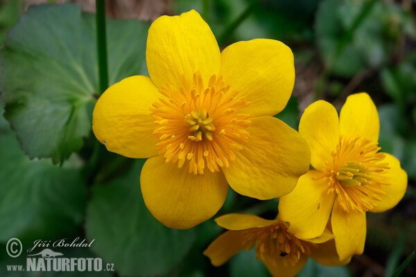 Záružlie močiarne (Caltha palustris)