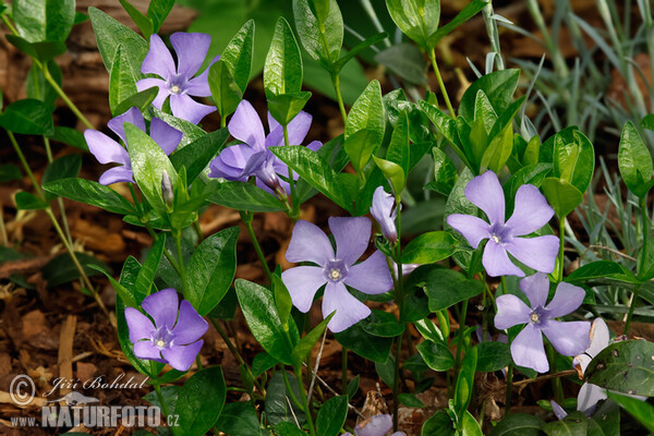 Zimozeleň menšia (Vinca minor)