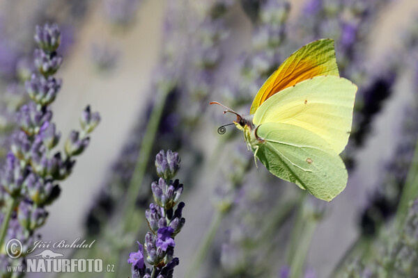 Žltáčik Kleopatra (Gonepteryx cleopatra)