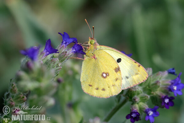 Žltáčik ranostajový (Colias hyale)