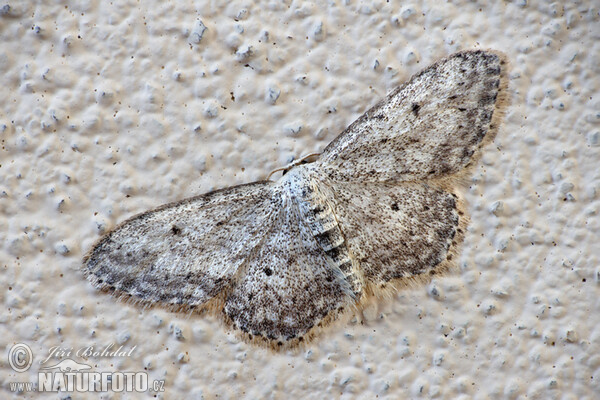 Žlutokřídlec střemchový (Idaea seriata)