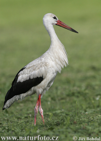 Bocian biely (Ciconia ciconia)