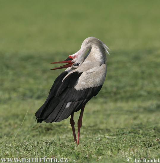 Bocian biely (Ciconia ciconia)