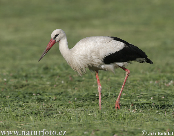 Bocian biely (Ciconia ciconia)