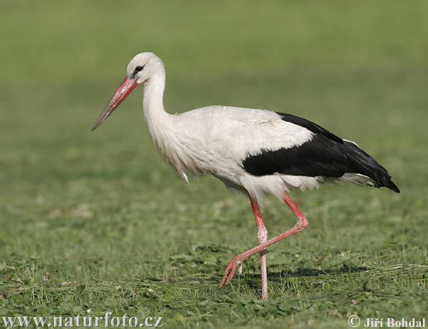 Bocian biely (Ciconia ciconia)