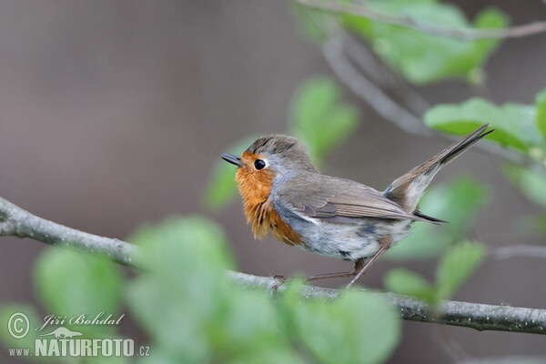 Červenka obecná (Erithacus rubecula)