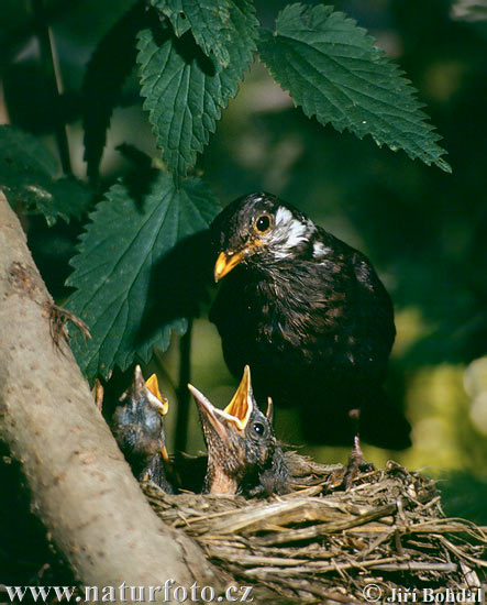 Drozd čierny (Turdus merula)