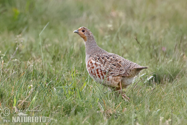 Jarabica poľná (Perdix perdix)