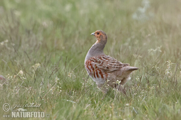 Jarabica poľná (Perdix perdix)