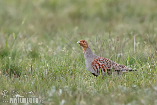 Jarabica poľná (Perdix perdix)