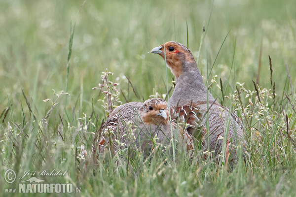 Jarabica poľná (Perdix perdix)