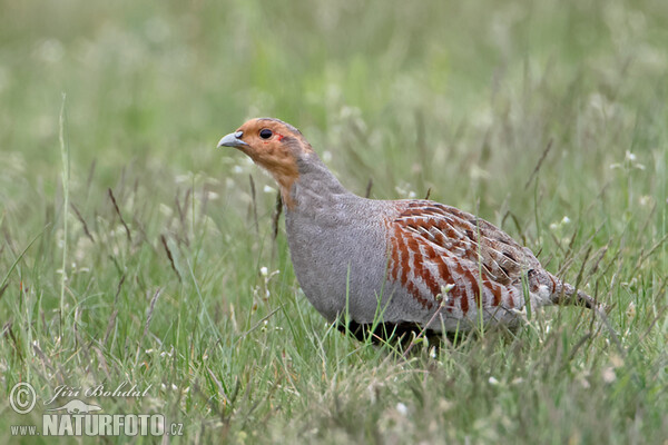 Jarabica poľná (Perdix perdix)