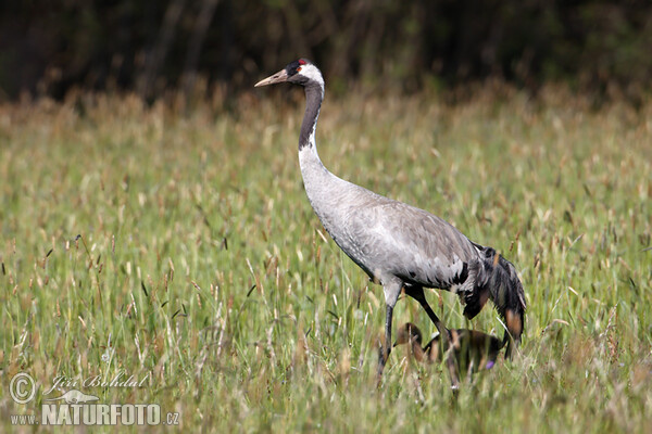 Jeřáb popelavý (Grus grus)