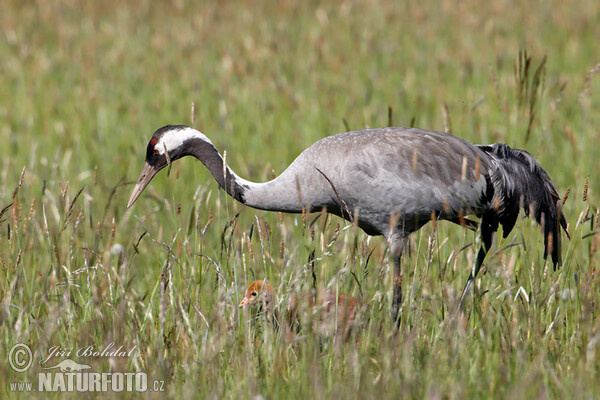 Jeřáb popelavý (Grus grus)