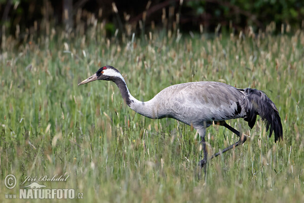 Jeřáb popelavý (Grus grus)