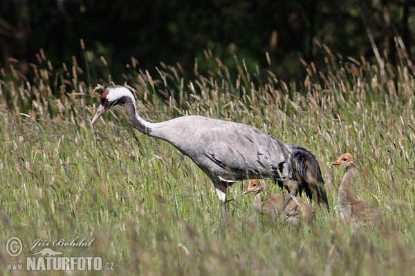 Jeřáb popelavý (Grus grus)